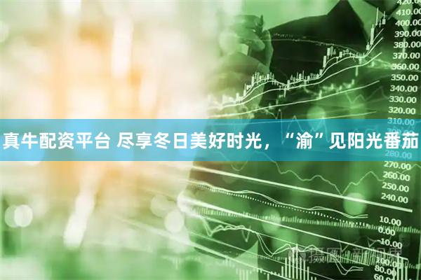 真牛配资平台 尽享冬日美好时光，“渝”见阳光番茄